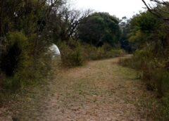 EL PULMÓN DE ASFALTO: CELEBRANDO EL DÍA DE LA TIERRA DESDE LA CIUDAD