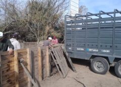 Intervinieron un criadero de cerdos en Ibarlucea y retiraron todos los animales tras confirmarse casos de triquinosis