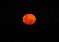 ¡ESTA NOCHE HAY LUNA DE SANGRE !