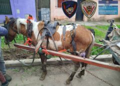 INTERVENCIÓN POR MALTRATO ANIMAL EN VILLA GOBERNADOR GÁLVEZ