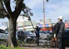 PLAN DE PODA 2026: 340 CUADRAS INTERVENIDAS Y MÁS DE 4000 ÁRBOLES PODADOS