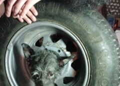 BOMBEROS VOLUNTARIOS RESCATARON CON ÉXITO A “NEGRITA”, QUE HABÍA QUEDADO ATRAPADA EN UN VEHÍCULO